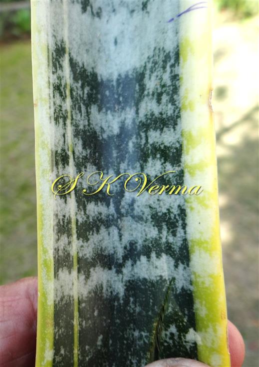 Leaf-Middle part